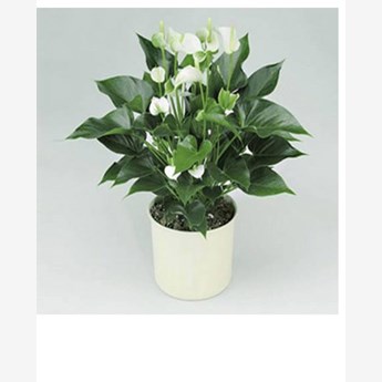White anthurium