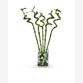 Spiral Stick Lucky Bamboo