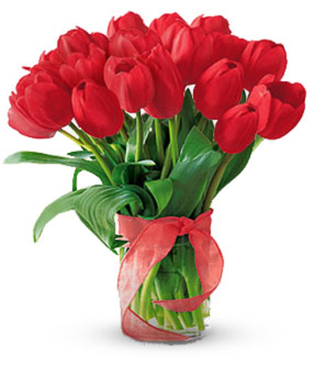 Radiantly Beautyful Red Tulips