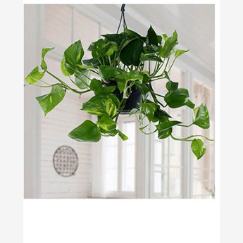 Hanging Epipremnum Aureum