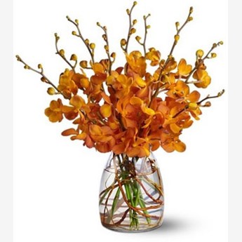 Orange Mokara Orchids