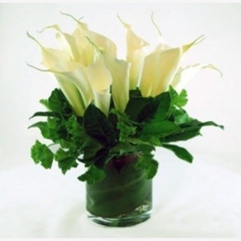 Calla Lily